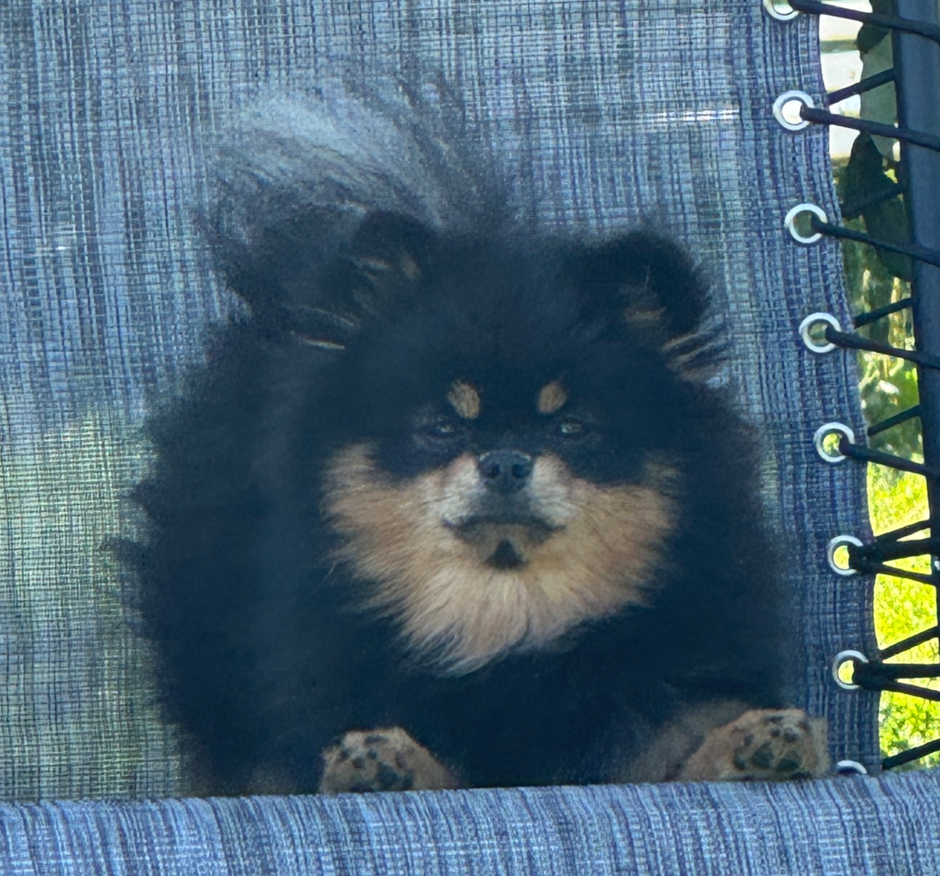 Himalayan Stars Telma