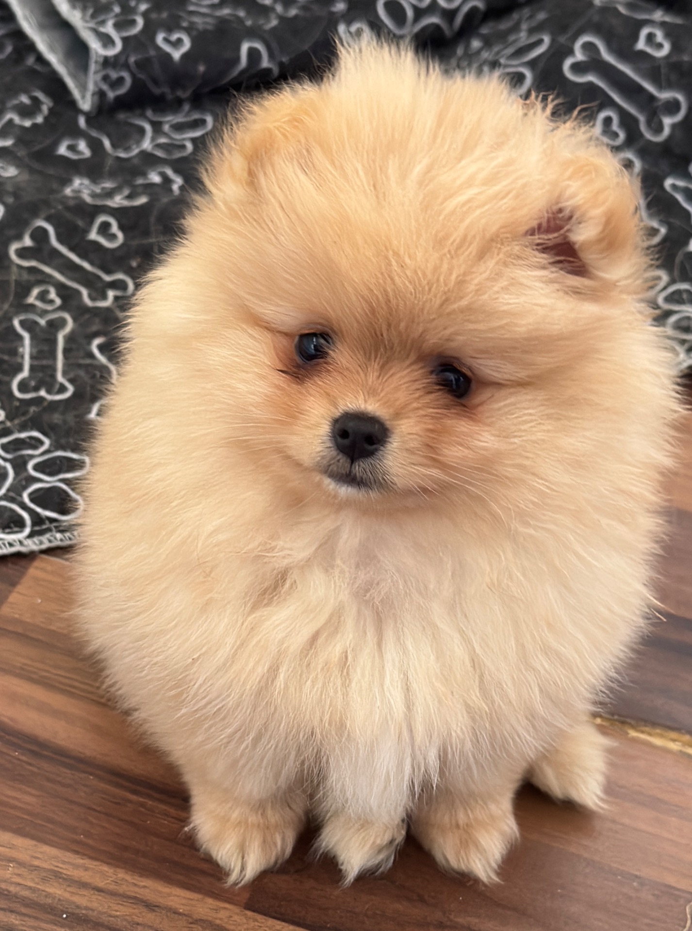 Himalayan Stars Valencia