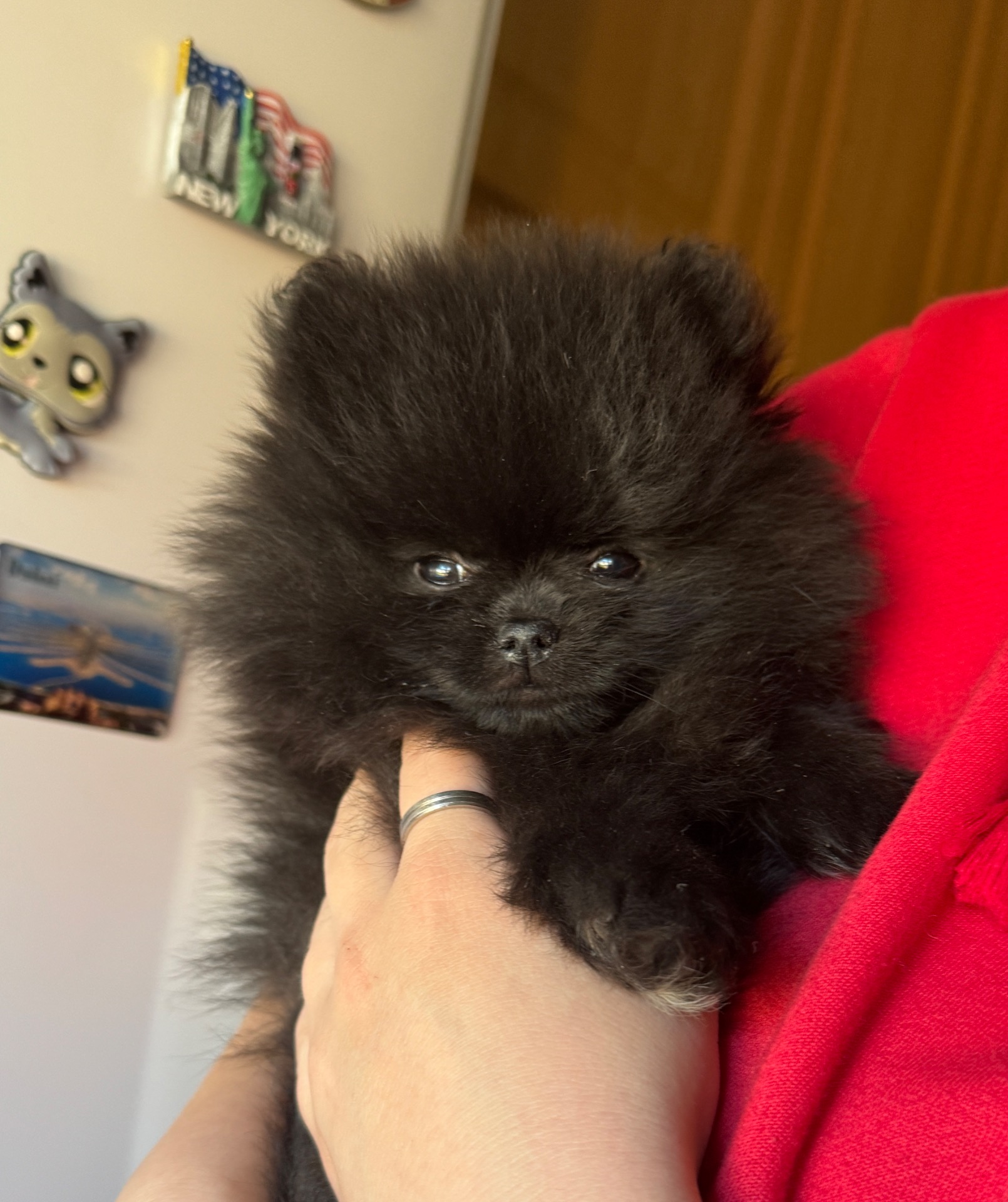 Miniruusun Black Swan