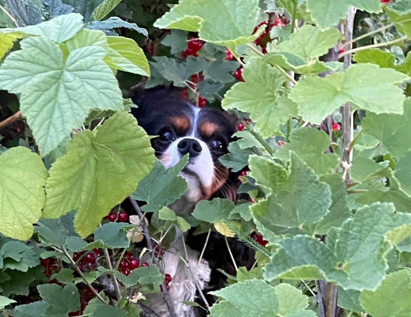 Himalayan Stars Sweet Blossom